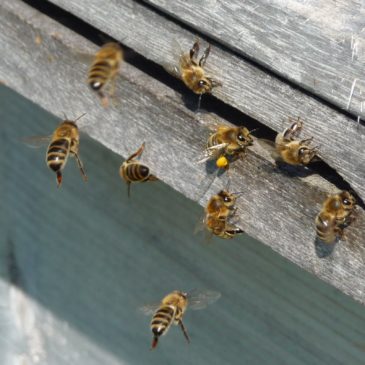Bienen im Anflug zum Carnica Bienenvolk