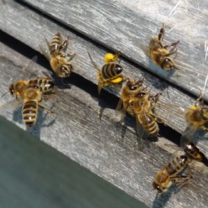 Bienen im Anflug zum Bienenvolk