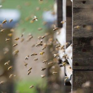 Bienen im Anflug zur Beute