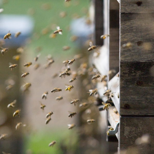 Bienen im Anflug zur Beute