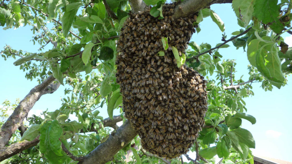 Bienenvolk kaufen