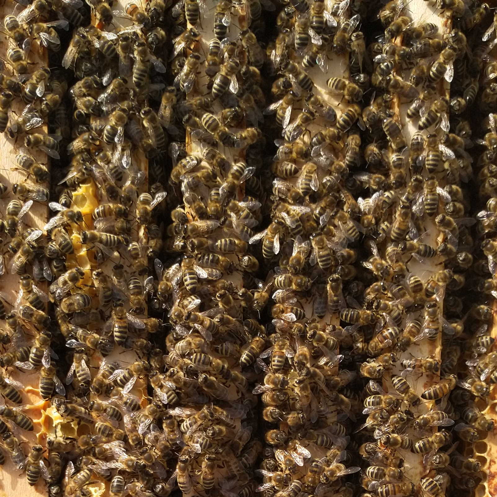Bienen online kaufen Bienen Versand Overnight